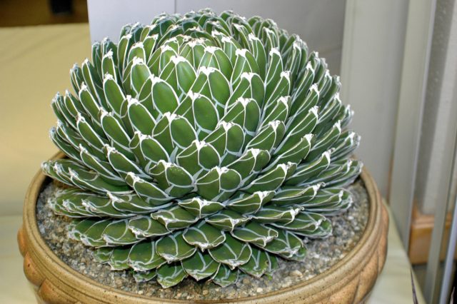 Агава королевы Виктории (Agave victoriae-reginae) Агава королевы Виктории (Agave victoriae-reginae)