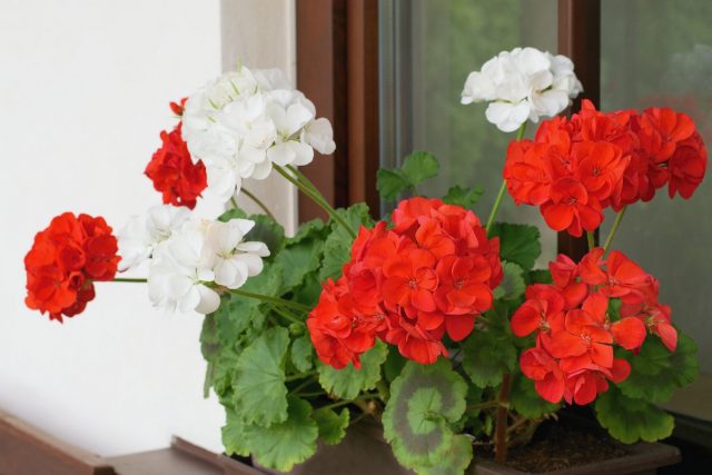 Пеларгония зональная (Pelargonium zonale) Пеларгония зональная (Pelargonium zonale)