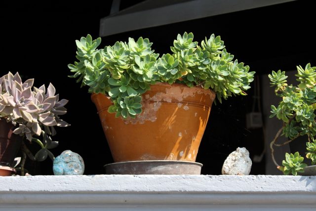 Седум (Sedum) Седум (Sedum)