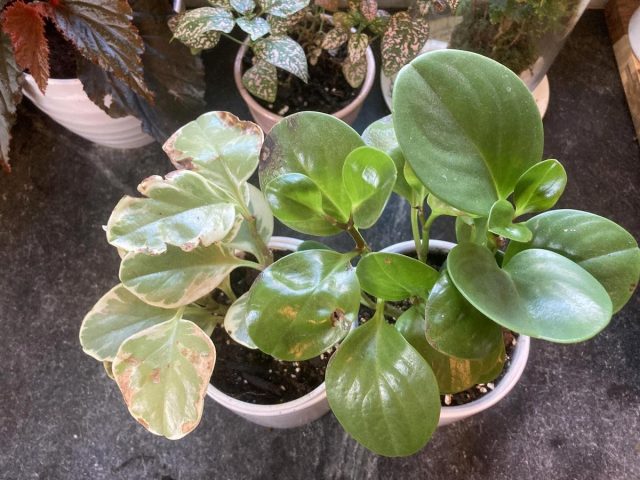 На южном подоконнике зеленые любимцы часто неприятно удивляют На южном подоконнике зеленые любимцы часто неприятно удивляют