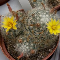 Маммиллярия Баума (Mammillaria baumii)