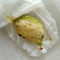 Внутри косточки мы обнаружим семя. Теперь его нужно прорастить – во влажном сфагнуме, опилках или на марле Внутри косточки мы обнаружим семя. Теперь его нужно прорастить – во влажном сфагнуме, опилках или на марле
