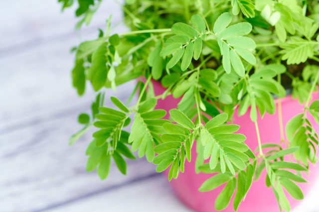 Мимоза стыдливая (Mimosa pudica)