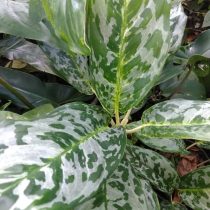 Сорт аглаонемы «Пикок» (Aglaonema 'Peacock') Сорт аглаонемы «Пикок» (Aglaonema 'Peacock')