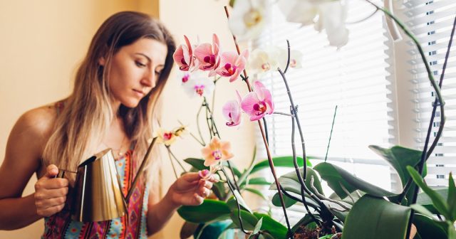 Нужно быть готовым к тому, что цветок, в принципе, сначала будет чувствовать себя неважно