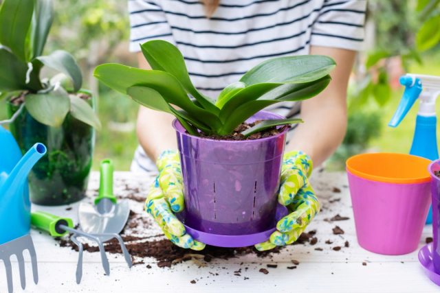Для пересадки фаленопсиса подойдет любое время, кроме периода бутонизации и цветения