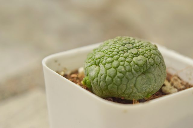 Псевдолитос (Pseudolithos)