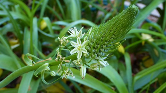 Альбука прицветниковая (Albuca bracteata)