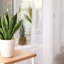 Сансевиерия трехполосная (Sansevieria trifasciata)