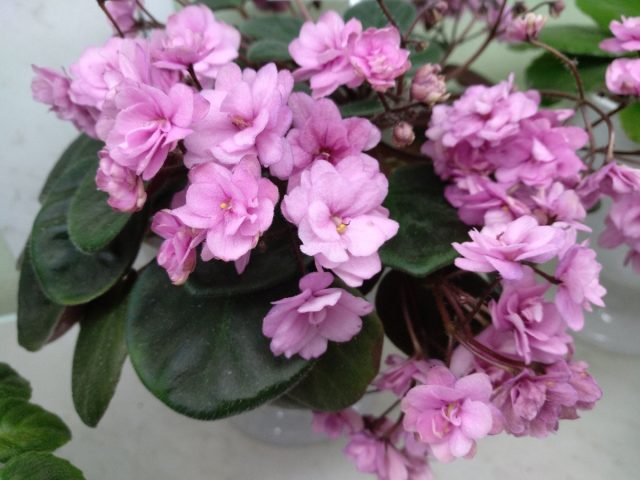 Сорт «Рамблин Пич» (Saintpaulia ‘Ramblin Peach’)