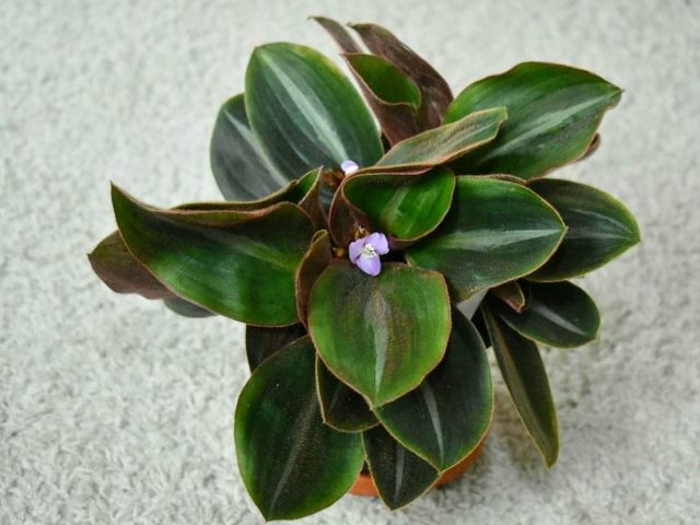 Сидерасис — экзотическое растение для северных подоконников Сидерасис — экзотическое растение для северных подоконников