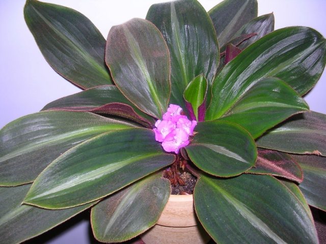 Сидерасис буроватый (Siderasis fuscata) Сидерасис буроватый (Siderasis fuscata)