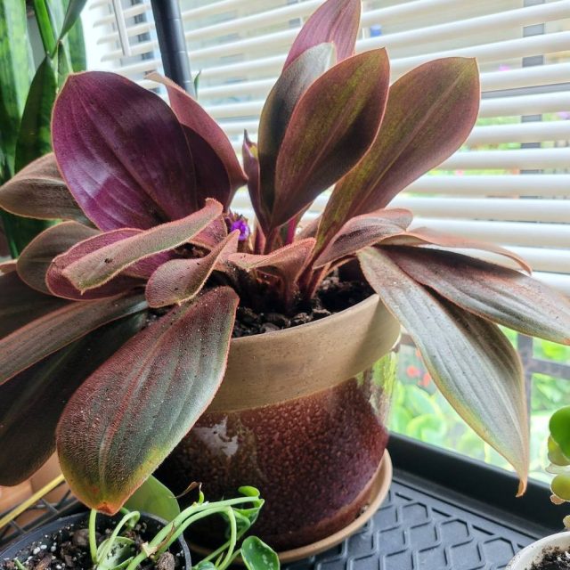 Сидерасису подойдет только северное окно или восточные и западные окна с рассеивающим экраном Сидерасису подойдет только северное окно или восточные и западные окна с рассеивающим экраном