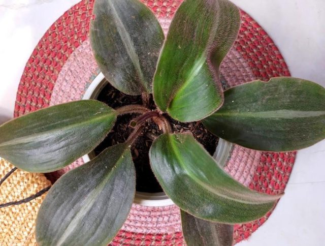 Для сидерасиса нужно подобрать питательную, воздухо- и водопроницаемую, грубую землесмесь Для сидерасиса нужно подобрать питательную, воздухо- и водопроницаемую, грубую землесмесь