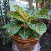 Сорт аглаонемы «Баттерфляй» (Aglaonema 'Butterfly') Сорт аглаонемы «Баттерфляй» (Aglaonema 'Butterfly')