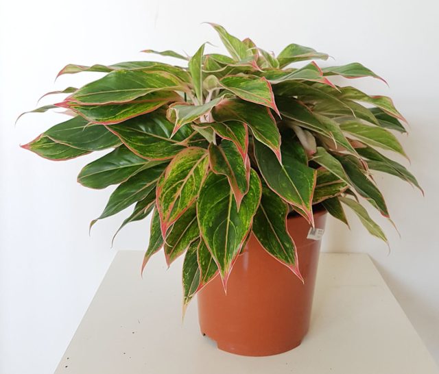Сорт аглаонемы «Тиволи» (Aglaonema 'tivoli') Сорт аглаонемы «Тиволи» (Aglaonema 'tivoli')