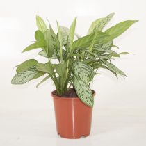 Сорт аглаонемы «Сильвер квин» (Aglaonema 'Silver queen') Сорт аглаонемы «Сильвер квин» (Aglaonema 'Silver queen')