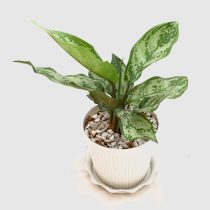 «Сильвер кинг» (Aglaonema 'Silver king') «Сильвер кинг» (Aglaonema 'Silver king')