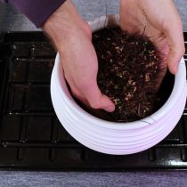 Подстриженное и обрезанное растение пересадите в новый горшок