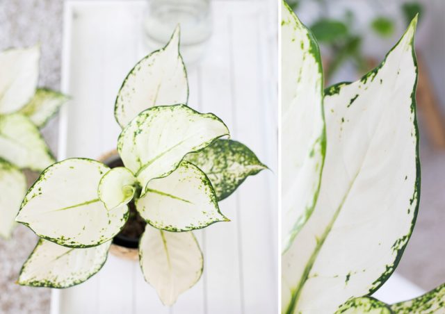 Сорт аглаонемы «Супер вайт» (Aglaonema 'Super white') Сорт аглаонемы «Супер вайт» (Aglaonema 'Super white')