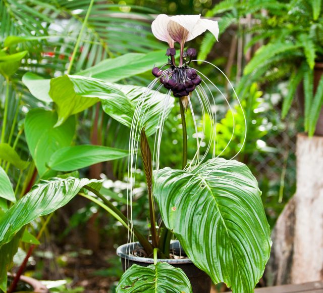 Белая летучая мышь, или Такка цельнолистная (Tacca integrifolia) 