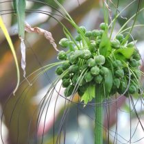 Такка перистонадрезанная (Tacca leontopetaloides)