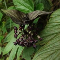 Такка пальчато-надрезанная (Tacca palmatifida) 
