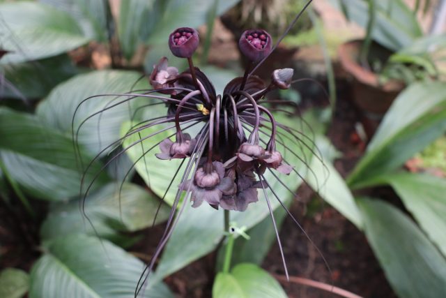 Такка Шантрье (Tacca chantrieri)