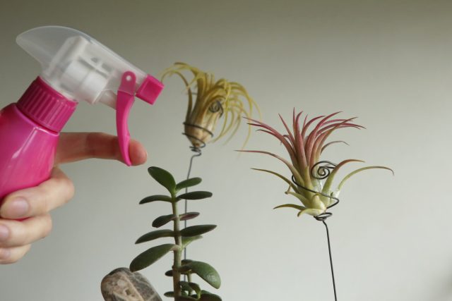 В идеале, если влажность вокруг растения будет не ниже 60%, а еще лучше – 80%. Поэтому опрыскивания должны стать ежедневным ритуалом (если температура в комнате не ниже 16 градусов)