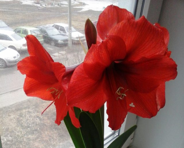 Своевременно удаляйте усохшие цветы гиппеаструма. Это способствует большему раскрытию остальных бутонов. А также экономии энергии на вызревание семян. После цветения срежьте увядшее соцветие полностью