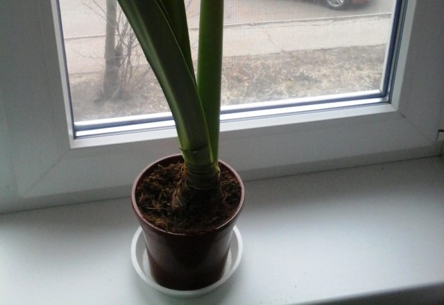 Осенью у гиппеаструма наступает период покоя. Он может продлиться до 5 месяцев. В конце сентября обрежьте усохшие листья. Прекратите полив. Горшечная смесь спящих луковиц должна оставаться сухой