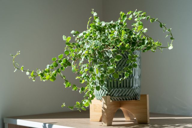 Фикус вьющийся (Ficus pumila) - этот вид фикуса является лианой, которая может покрывать стены, деревья, и другие предметы