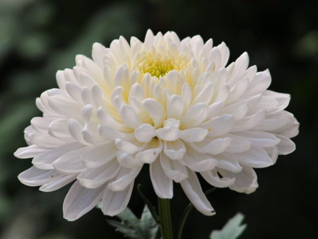 Хоть три недели, хоть месяц – легко. Не зря хризантема считается одним из самых долгоиграющих цветков. А сколько расцветок – не счесть