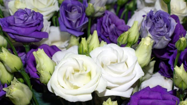 Своей красотой эустома будет радовать до трех недель