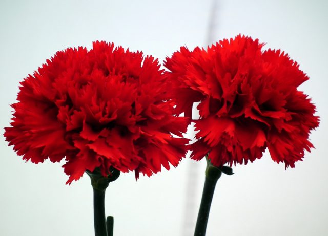 Ажурные цветочки гвоздики простоят в вазочке до трех недель, поднимая настроение своей яркой палитрой