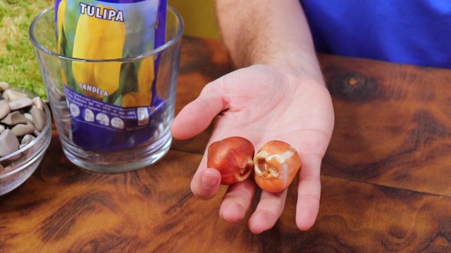 Выгонка тюльпанов: как вырастить цветок к празднику? Выгонка тюльпанов: как вырастить цветок к празднику?