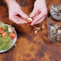 Подготовьте вазу и тюльпаны для выгонки Подготовьте вазу и тюльпаны для выгонки