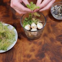 Выкладывайте луковицы на камни. Затем уплотните, например мохом. Выкладывайте луковицы на камни. Затем уплотните, например мохом.