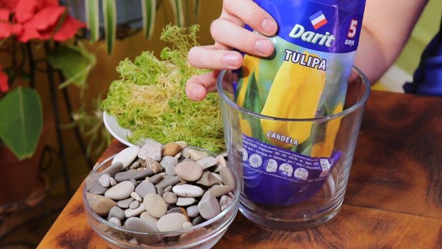 Выгонка в стеклянной вазе Выгонка в стеклянной вазе