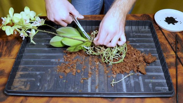 Как правильно пересадить фаленопсис?
