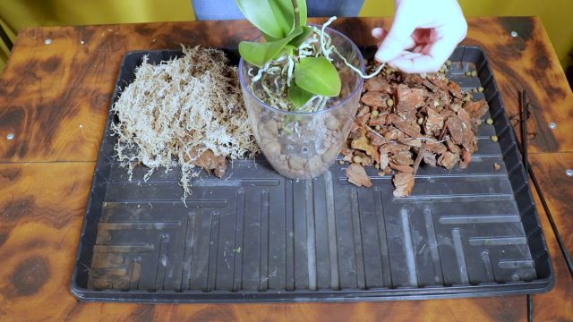 Как выбрать горшок и грунт для орхидеи?