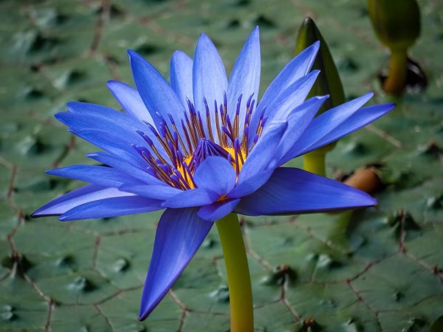 Голубой лотос (Nymphaea caerulea)