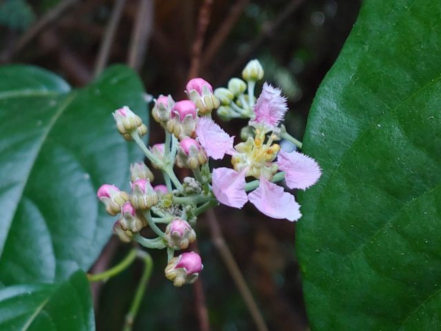 Банистериопсис каапи, или аяуаска (Banisteriopsis caapi)