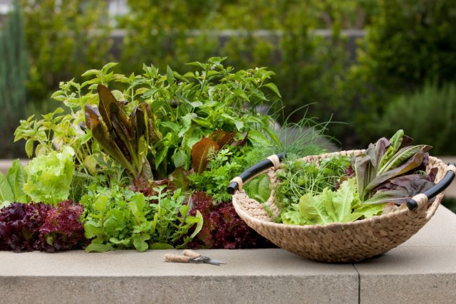 Листья салата и другую салатную зелень легко выращивать, и они занимают мало места.