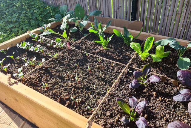 Разделите грядку на равные участки (30х30 см) при помощи веревки и колышков, затем выберите разные овощи для выращивания на каждой клеточке.