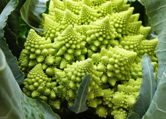Капуста романеско известна не только забавным внешним видом, но и вкусом, напоминающим брокколи с ореховым привкусом Капуста романеско известна не только забавным внешним видом, но и вкусом, напоминающим брокколи с ореховым привкусом