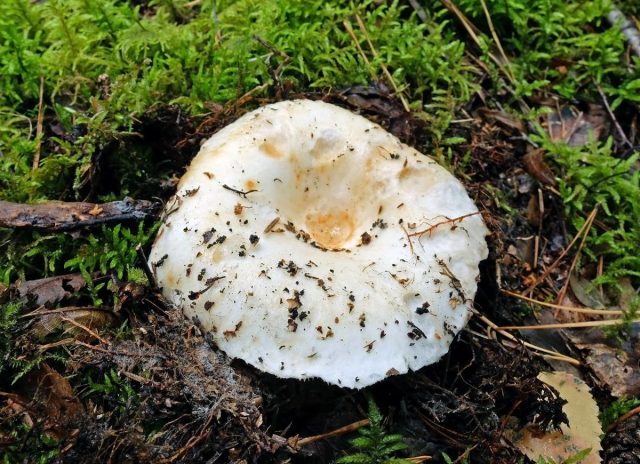 Груздь настоящий (Lactarius resimus) Груздь настоящий (Lactarius resimus)