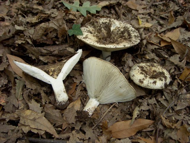 Подгруздок зеленопластинковый (Russula chloroides) Подгруздок зеленопластинковый (Russula chloroides)