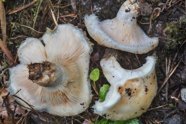 Груздь водянистозоновый (Lactarius aquizonatus) Груздь водянистозоновый (Lactarius aquizonatus)