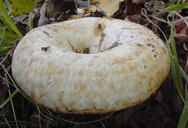 Груздь бахромистый (Lactarius citriolens) Груздь бахромистый (Lactarius citriolens)
